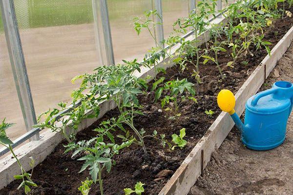 Выращивать томаты Петруша огородник можно в открытом или закрытом грунте