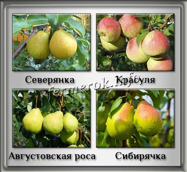 Сорта летних груш для холодных регионов России