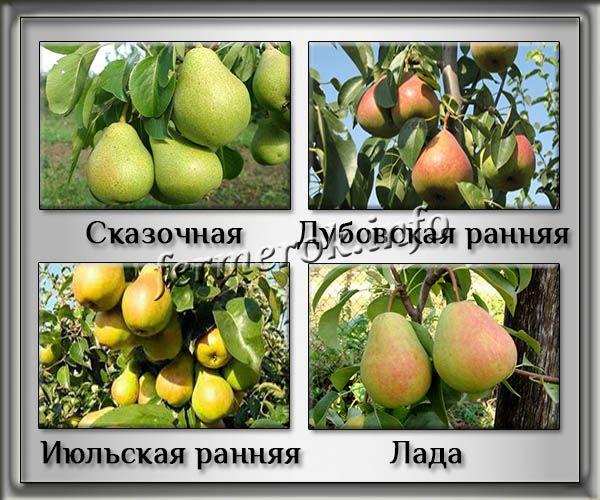 Сорта летних груш для средней полосы России