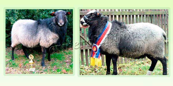 Экстерьер Романовской породы овец