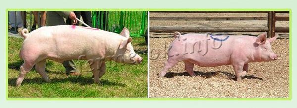 Крупную белую породу свиней вывели в Англии посредством скрещивания романских, азиатских и местных маршевых свиней