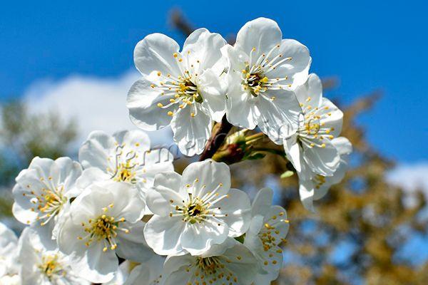 Цветы самоплодной вишни имеют необычное строение
