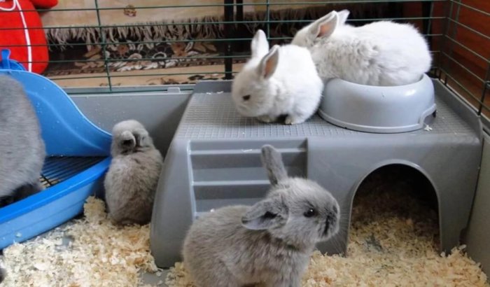 Обустройство жилища декоративных кроликов