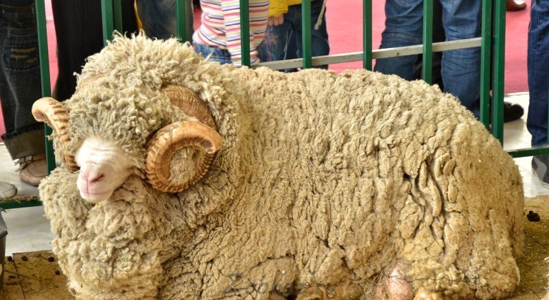 Характеристика породы овец меринос
