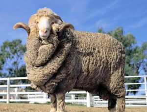 Характеристика породы овец меринос