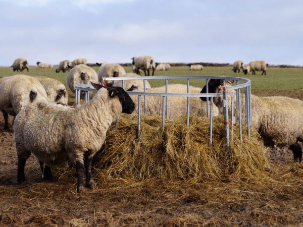 Питание овец Романовской породы