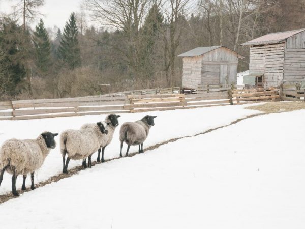Характеристика овец Романовской породы