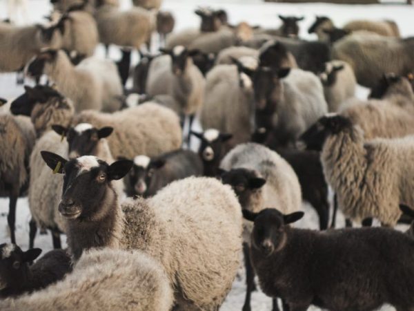 Содержание овец Романовской породы
