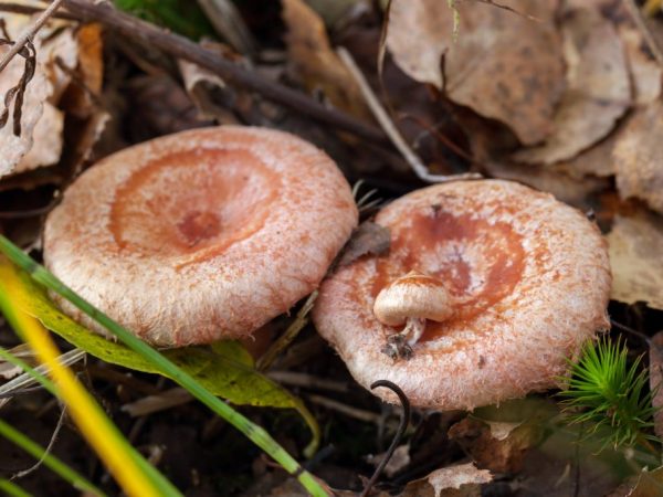 Условно-съедобный гриб волнушка розовая