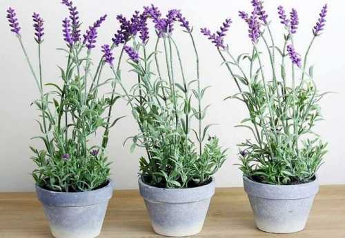 Лаванду можно выращивать и как контейнерное растение - в саду, на террасе или балконе.