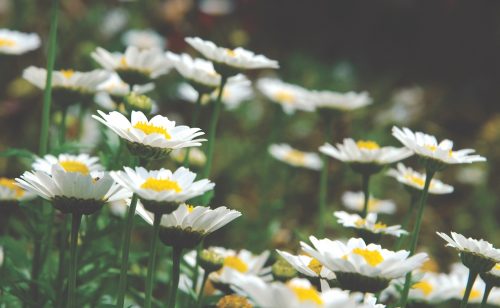 how to take care of shasta daisies