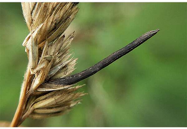 Споринья на пшенице