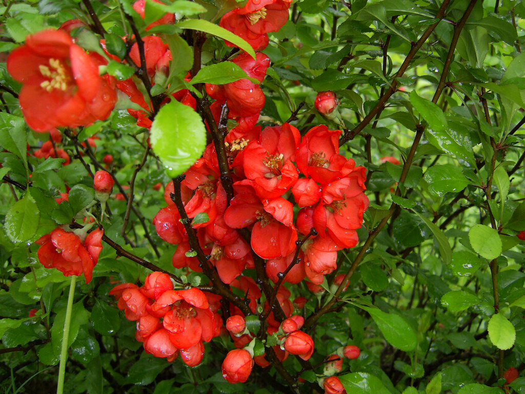 Айва фото и описание. Садовая айва кустарник. Chaenomeles japonica 'Darius'. Айва японская низкорослая. Хеномелес сорт Иванушка.