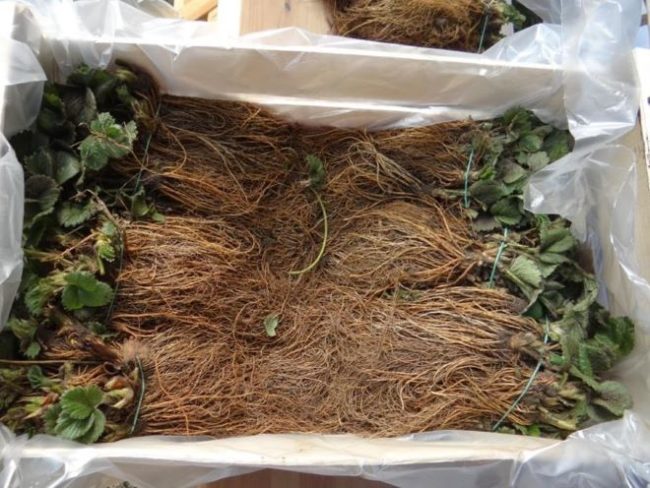 Ящик с рассадой фриго сорта Ароза для выращивания клубники на продажу