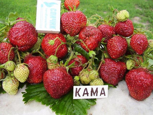 Размеры ягод клубники сорта Кама