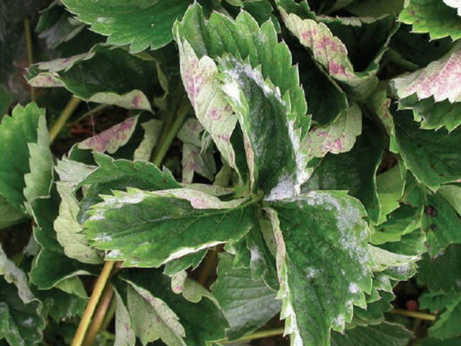 Белый налет на листьях клубники, признак поражения растения мучнистой росой