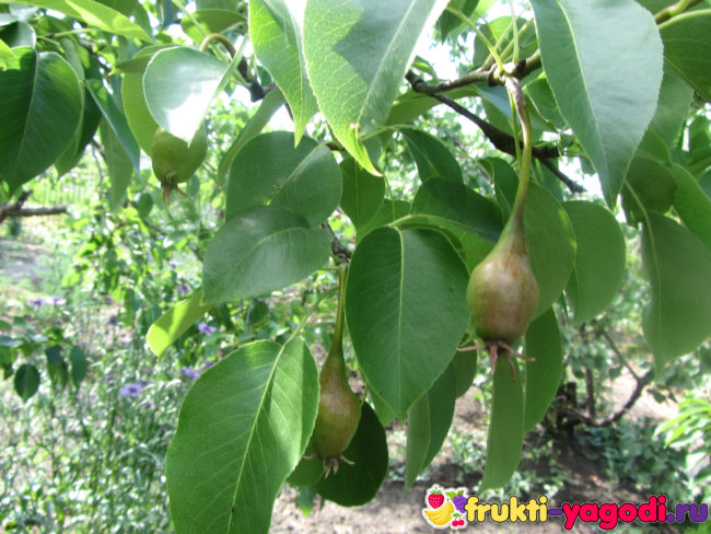 Плоды груш зелёные на ветке дерева