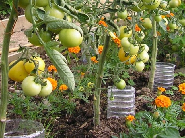 Полив кустов томатов с зелеными плодами через пластиковые бутылки