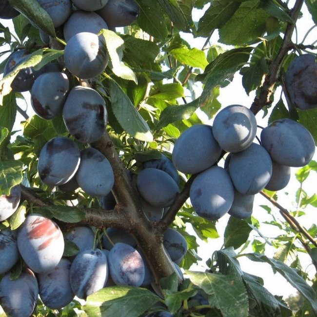 Ветки дерева с плодами сорта Чернослив Хабаровский сине-фиолетового окраса