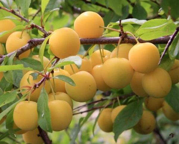 Ветка сливы с круглыми плодами сорта Ренклод Куйбышевский с кожурой желтого цвета