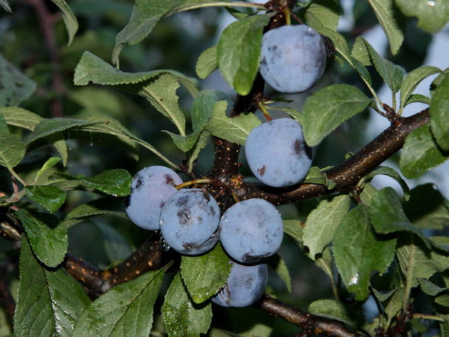 Мелкие сине-фиолетовые плоды на дереве сливы народного сорта Скороспелка круглая