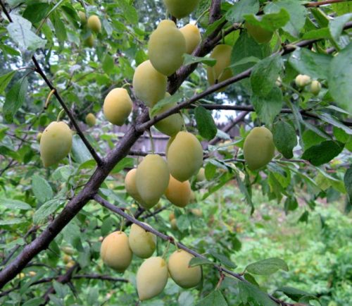 Ветки сливы с плодами гибридного сорта Очаковская желтая
