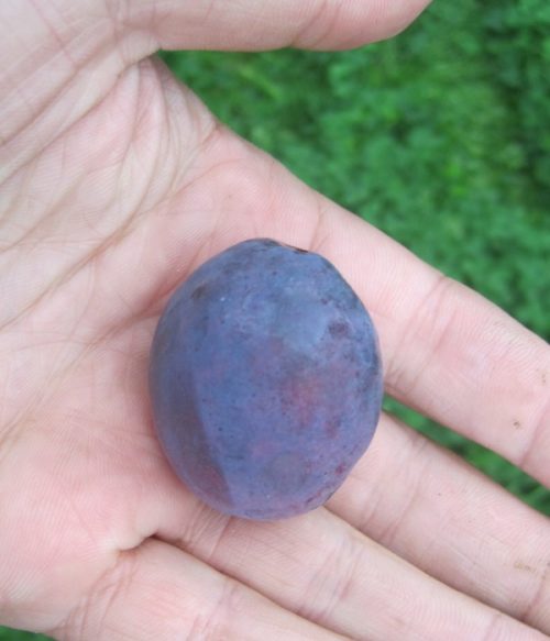 Крупный плод фиолетово-синего цвета гибридной сливы Венгерка псковская