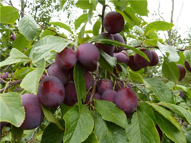 Ветки сливового дерева с крупными плодами народного сорта Венгерка Пулковская