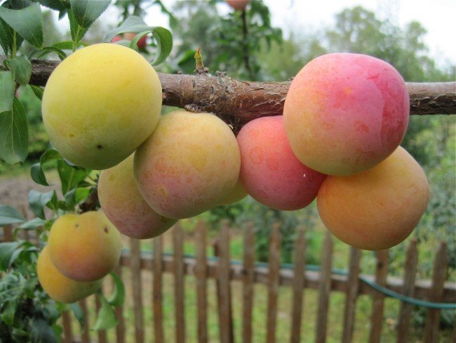 Красно-желтые плоды на ветке сливы нового сорта Яхонтовая на дачном участке Ленинградской области