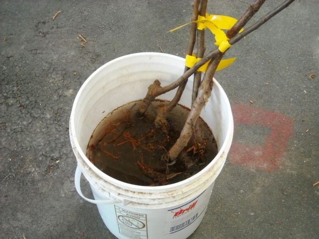 Замачивание корней сливового саженца в пластиковом ведре с водой