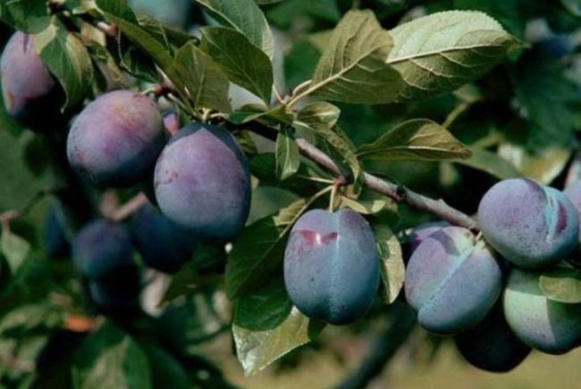 Овальные плоды фиолетового окраса на ветке сливы крымского сорта Кубанский карлик