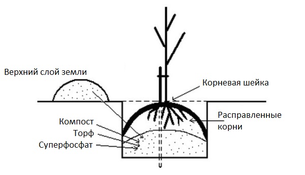 Стандартная схема ямы для весенней посадки саженца сливы на садовом участке