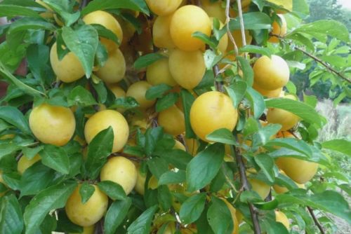 Желто-зеленая кожара на плодах сливы сорта Желтая Медовая