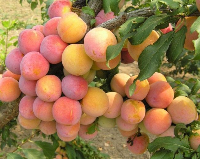 Усыпанная плодами ветка слива популярного сорта Скороплодная в саду Подмосковья