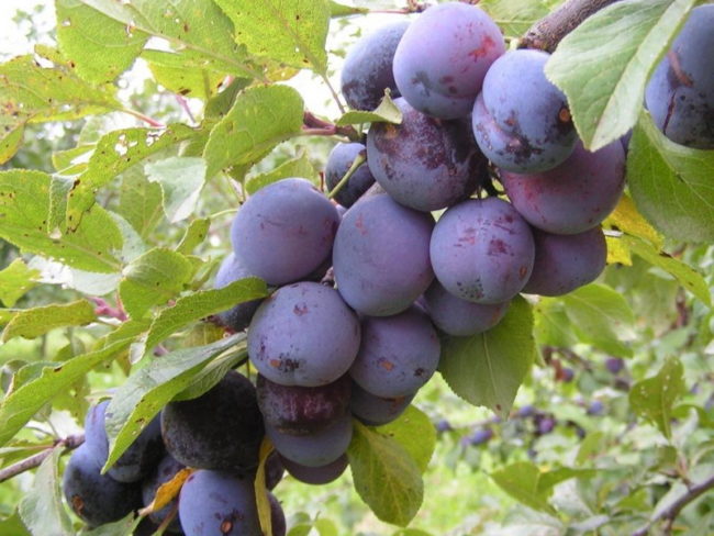 Ветка сливового дерева с темно-фиолетовыми плодами и листьями в пятнах
