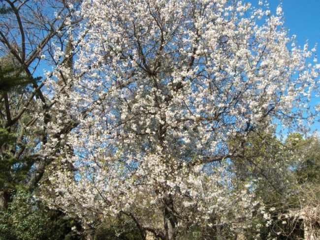 Белые цветки на ветках высокого дерева сливы в начале весны