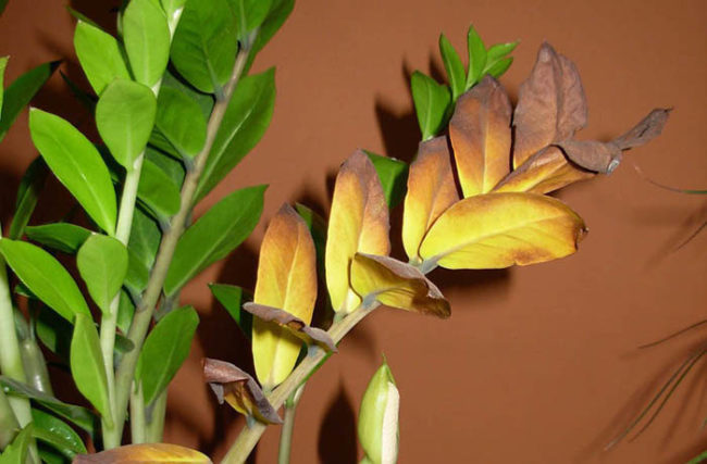 Ветка домашнего замиокулькаса со старыми желтеющими листьями 