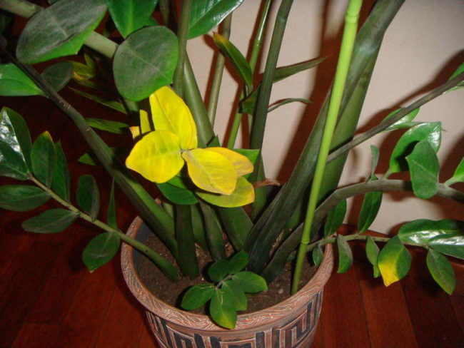 Желтые листья замиокулькаса при избыточном поливе в домашних условиях