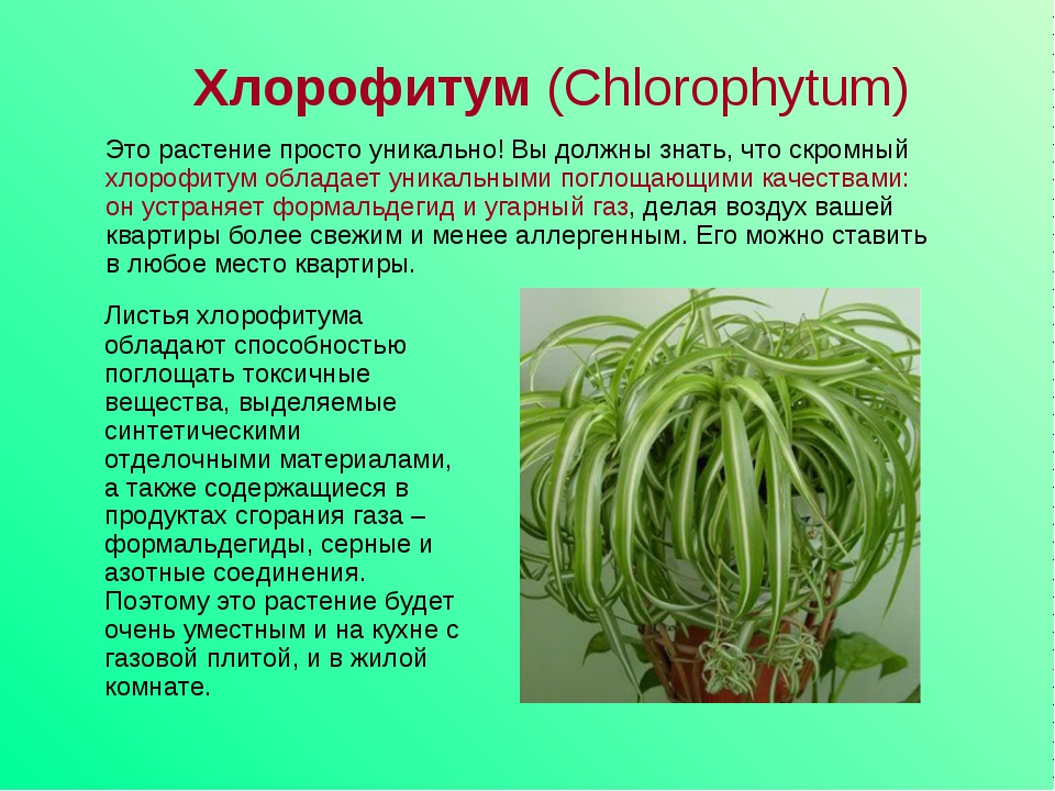 Комнатные растения польза и вред. Хлорофитум хохлатый цветок. Хлорофитум и традесканция. Хлорофитум зеленая Лилия. Хлорофитум Капский.