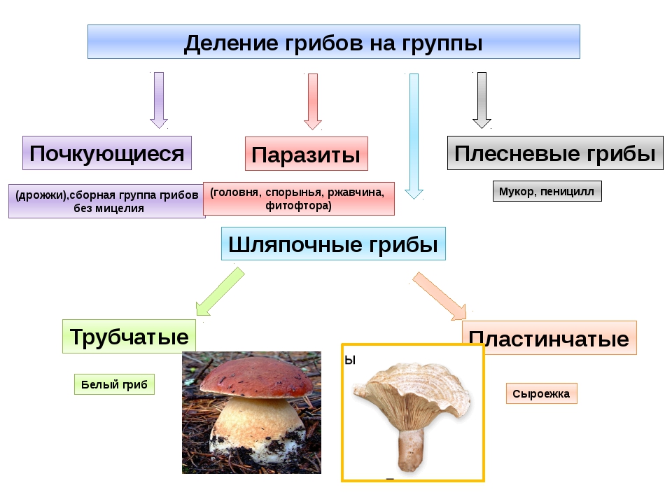 Какие есть группы грибов