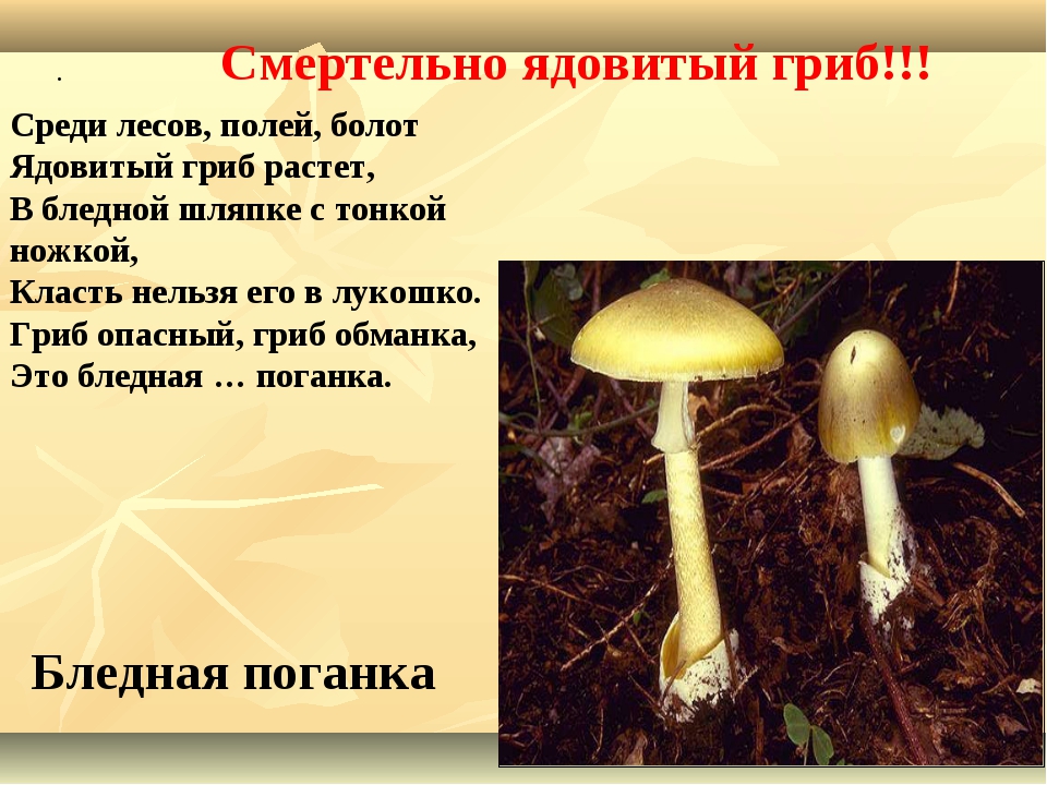 А 4 грибы 3. Ядовитые грибы сведения. Доклад а ядовитых грибов. Ядовитые грибы 3 класс. Ядовитые грибы доклад 3 класс.