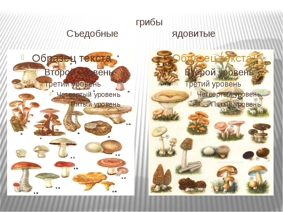 Название некоторых грибов. Съедобные грибы и несъедобные грибы таблица. Царство грибов съедобные и несъедобные. 5 Съедобных грибов и 5 несъедобных грибов. Шляпочные грибы таблица съедобные и ядовитые грибы.