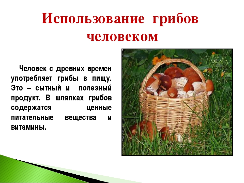 Использование человеком. Использование грибов человеком. Как человек использует грибы. Грибы использование. Применение грибов.