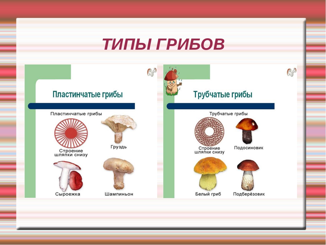 Таблица грибов. Основные типы грибов. Типы грибов в биологии 5 класс. Классификация шляпочных грибов. Три вида грибов.