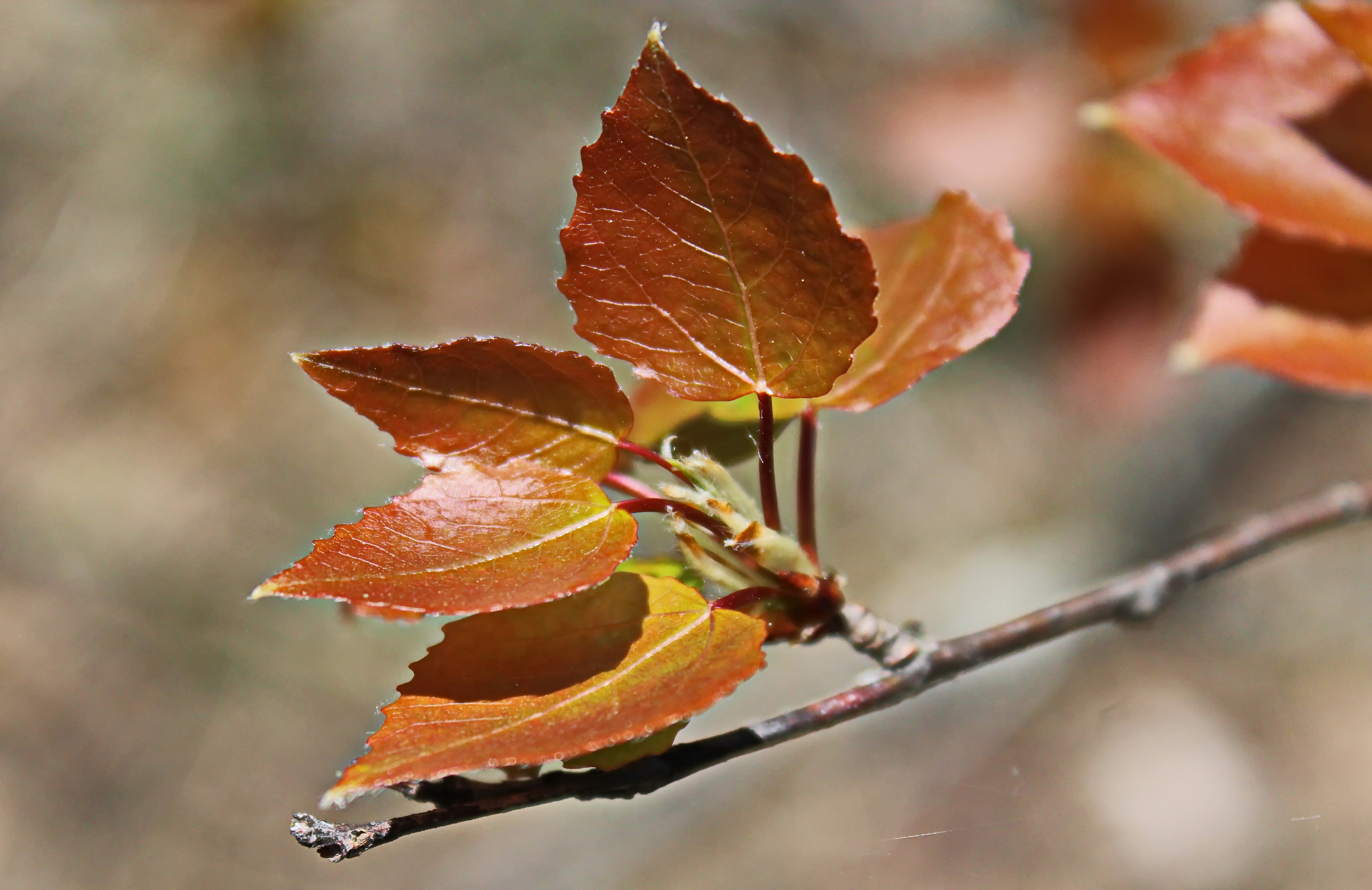 Осина осенью фото дерева и листьев