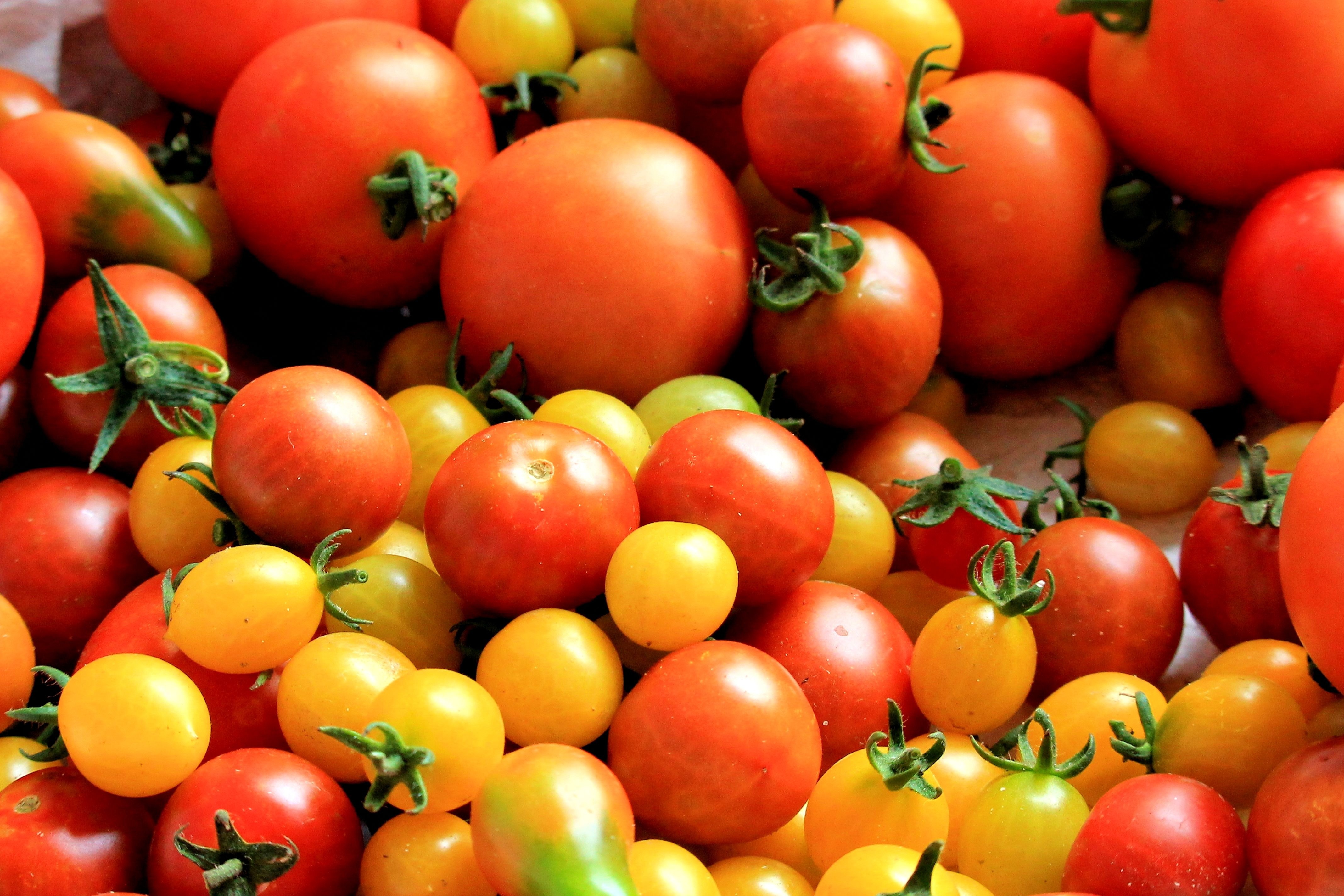 Totally Tomatoes! 28 Spectacular Tomato Varieties to Explore