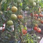 подкормка рассады помидоров в домашних условиях