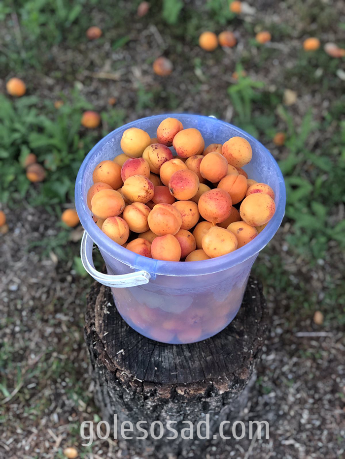 Можно ли посадить абрикос. Абрикос из косточки. Выращиваем абрикос. Вырастить абрикос из косточки. Для косточек из урюка.