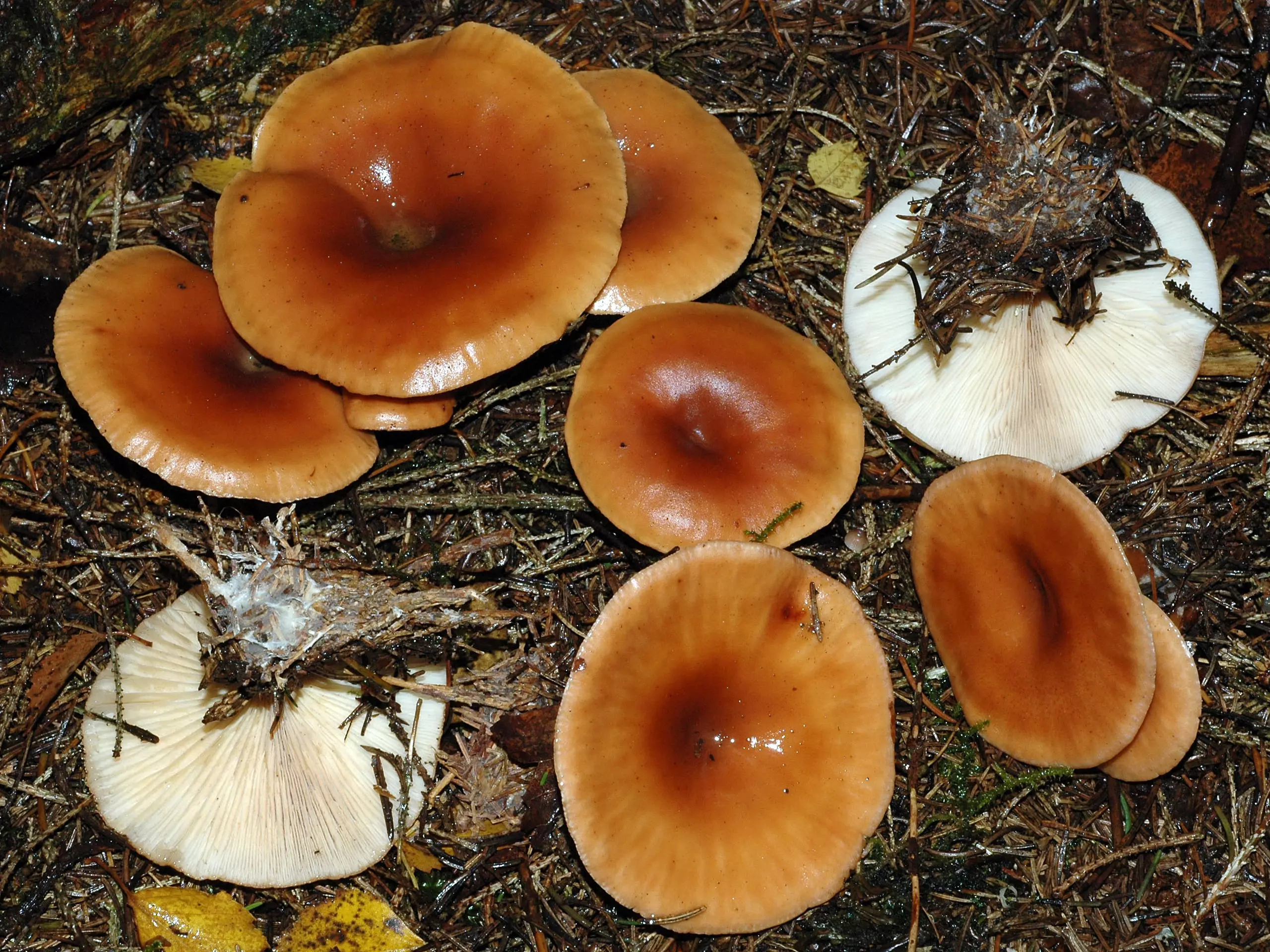 Рядовки грибы фото съедобные и несъедобные как отличить