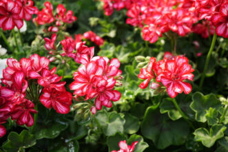 Ivy-leafed Geraniums (Pelargonium peltatum) are trailing in habit and have leaves that resemble ivy leaves.
